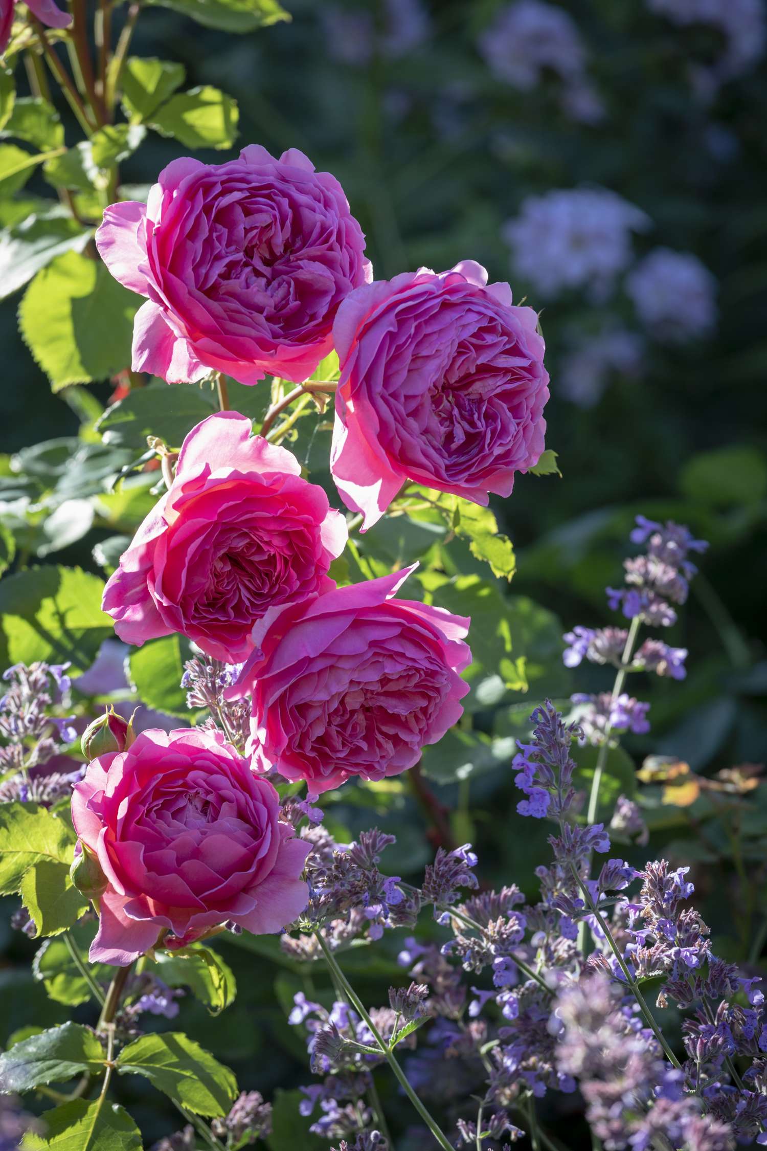 Ruusu 'Princess Alexandra of Kent™' (Ausmerchant)